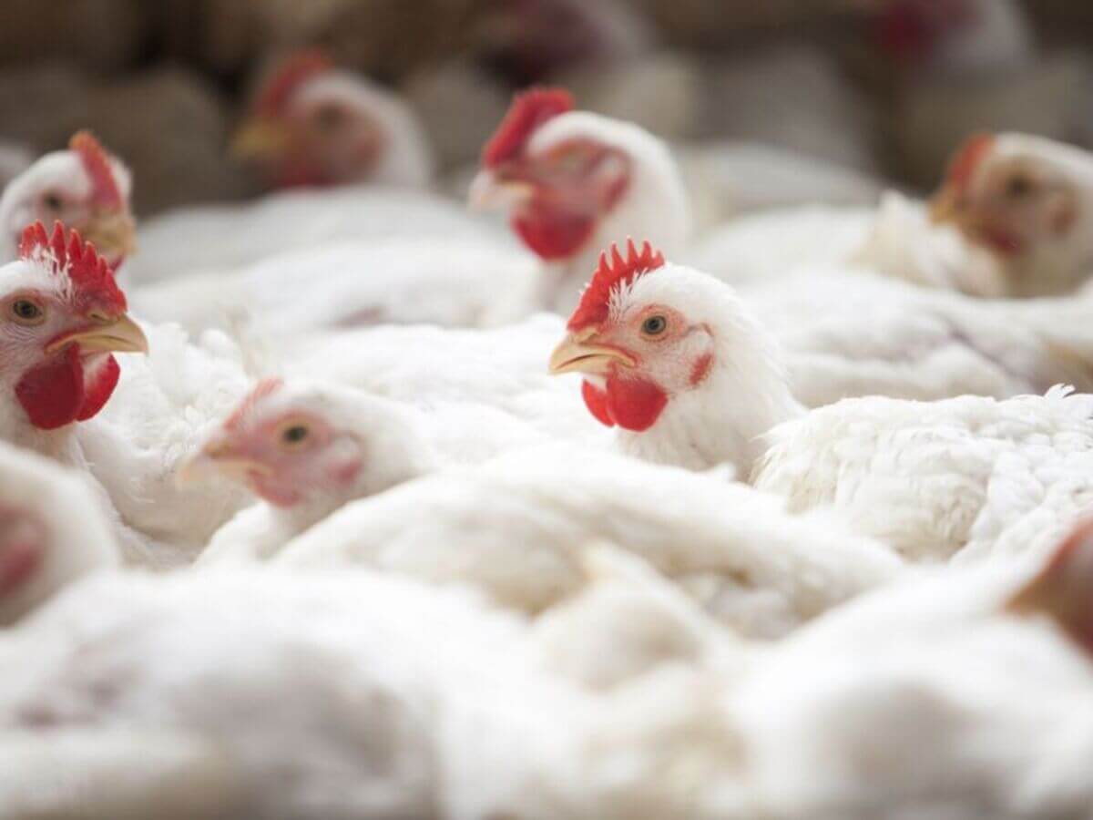 Exportações de carne de aves e seus produtos são suspenso pelo Brasil
