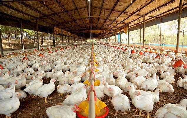 OMS: Gripe aviária tem risco global baixo para saúde humana