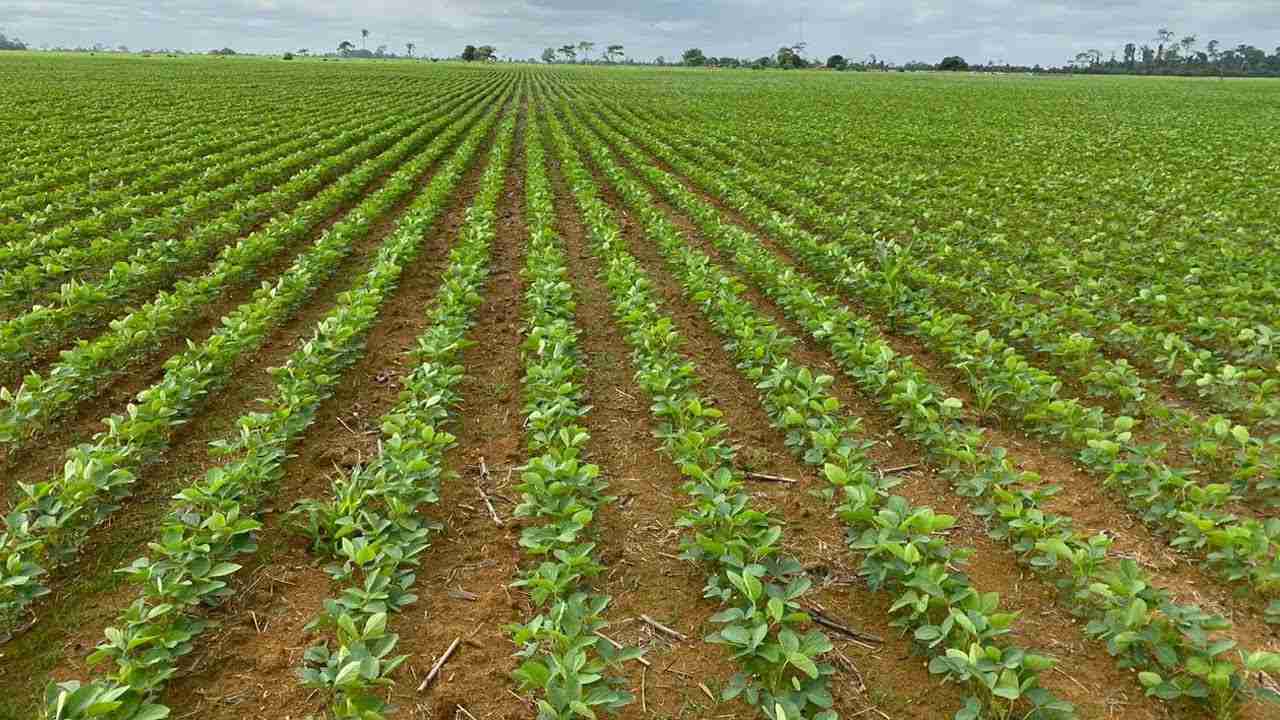 Chuvas atrasam e impactam plantio de soja, café e milho