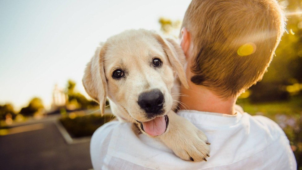 Senado aprova cadastro nacional para animais domésticos