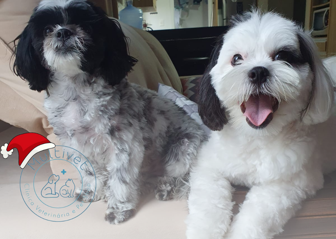 Multivet – Celebrando um Ano de Cuidados e Amor pelos Pets