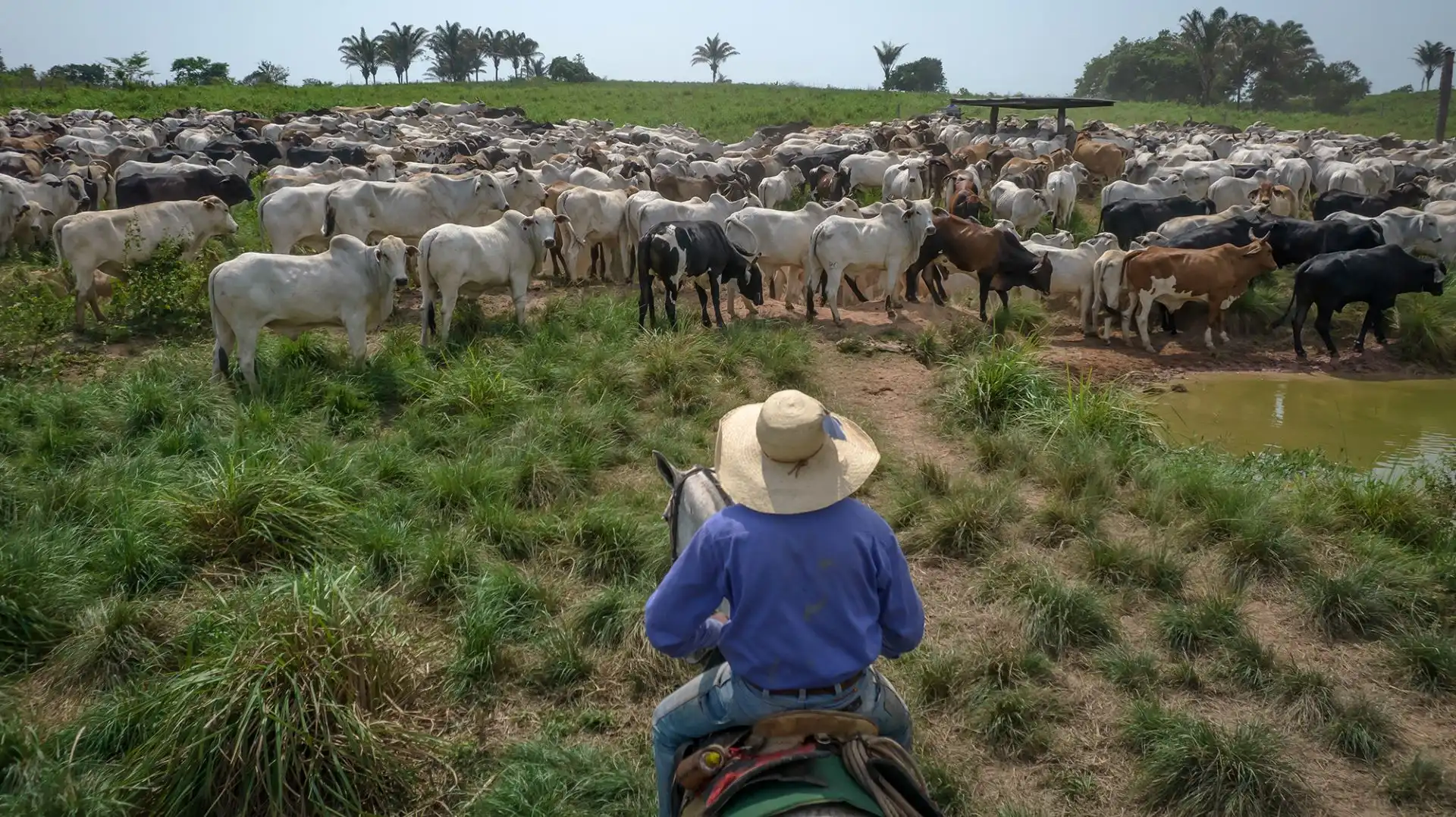 Da carne aos grãos: guerra comercial é uma benção para Brasil e Argentina