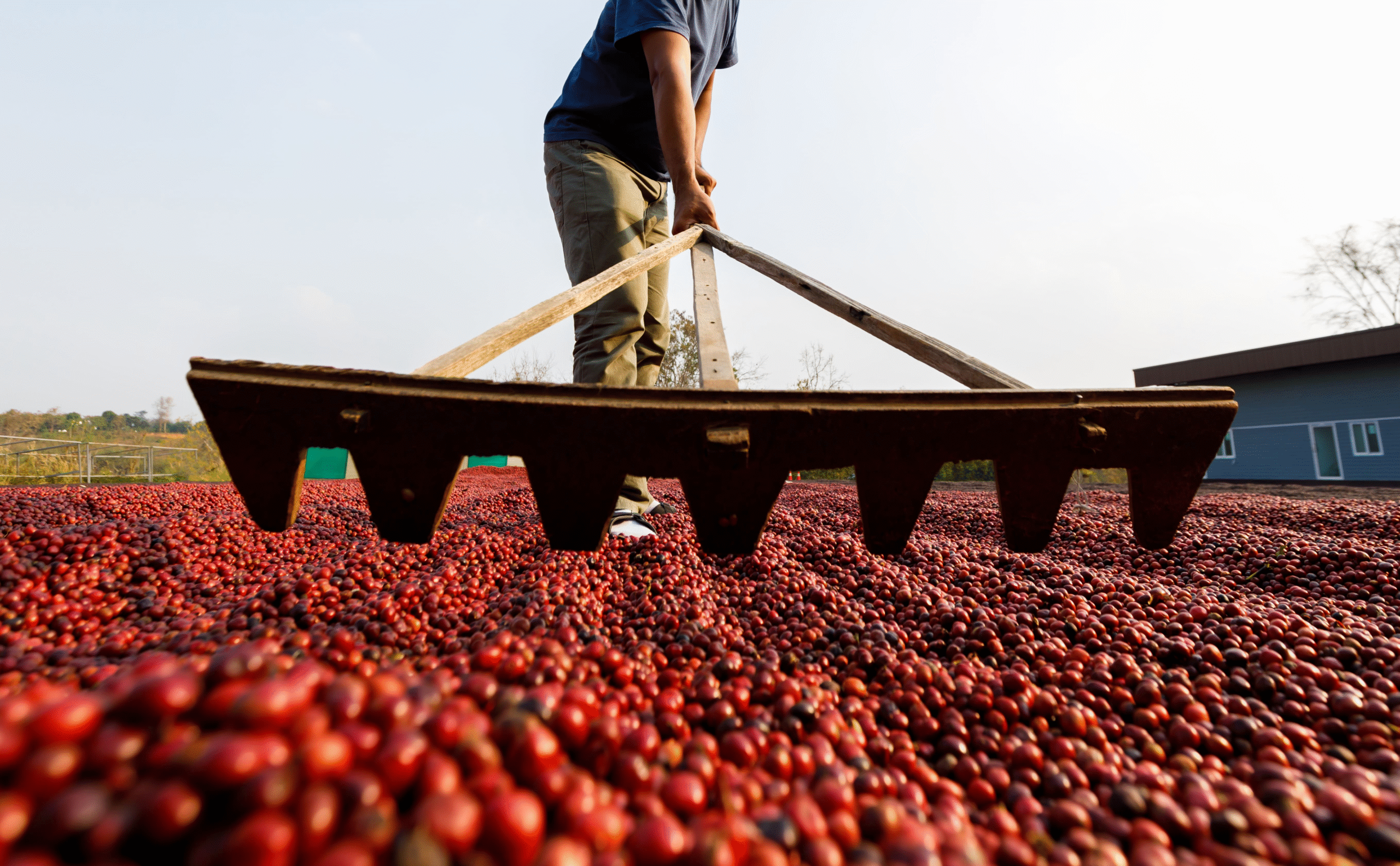 Com aumento da oferta e dúvidas sobre a demanda, preços do café fecham com fortes quedas nesta 4ª feira em NY