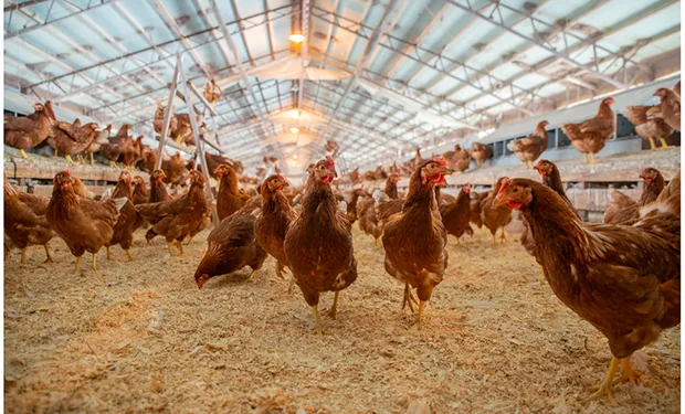 Governo confirma primeiro foco de gripe aviária em granja comercial no Brasil