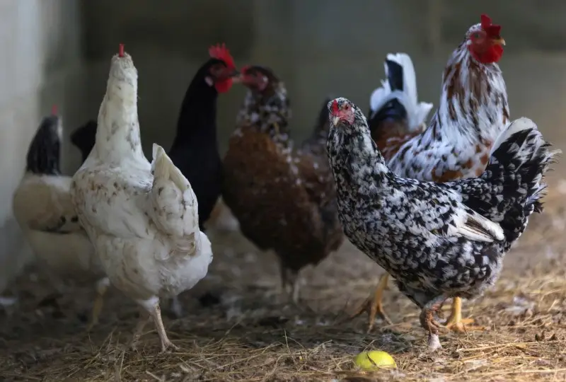 China suspende carne de frango do Brasil após gripe aviária no RS, diz ministro