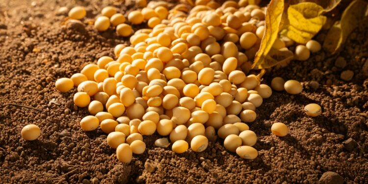 Preço da soja começa a semana em alta no mercado brasileiro