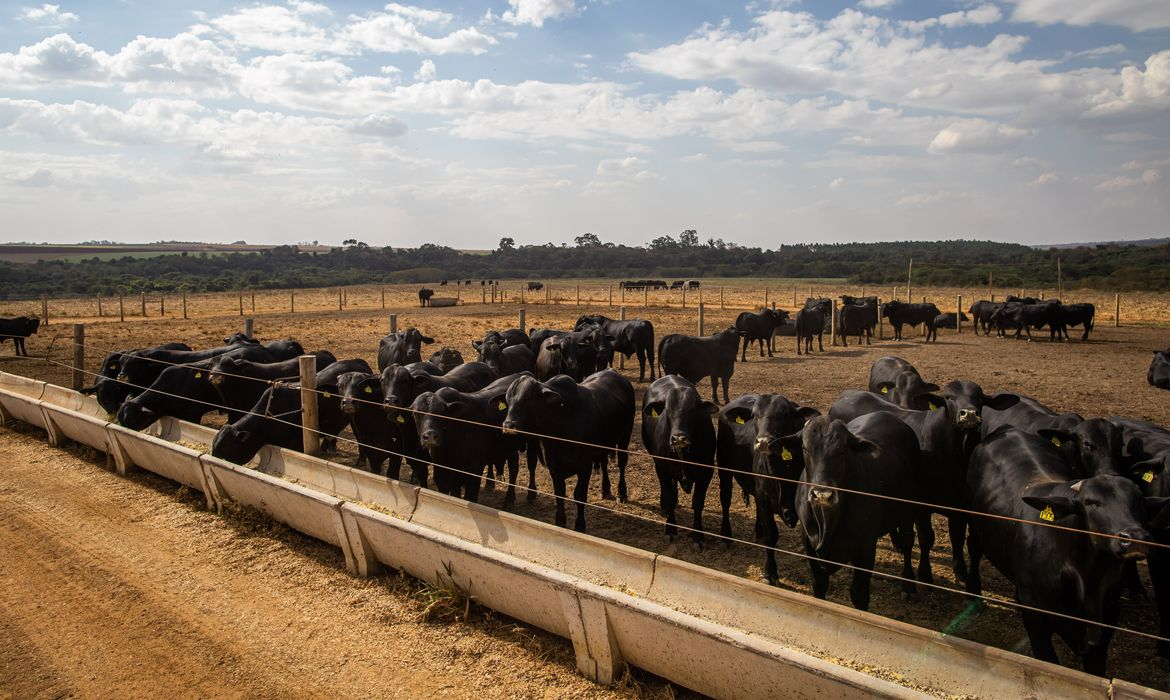 Brasil tem 12% mais bovinos do que gente e 305 ovos por habitante: veja números do agro