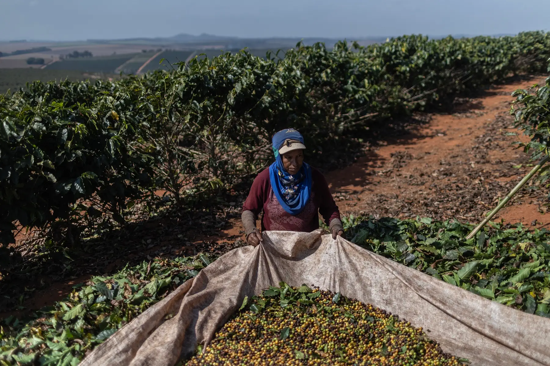 Café sob ameaça: produção brasileira está à beira do colapso; entenda