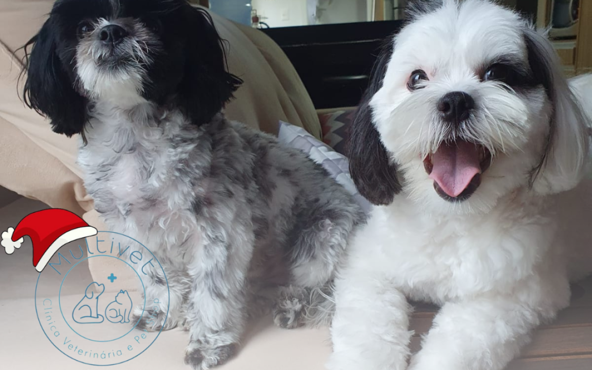 Multivet – Celebrando um Ano de Cuidados e Amor pelos Pets