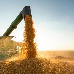 Soja volta a cair na Bolsa de Chicago nesta 3ª feira, com mercado pressionado pelos fundamentos