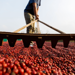Com aumento da oferta e dúvidas sobre a demanda, preços do café fecham com fortes quedas nesta 4ª feira em NY
