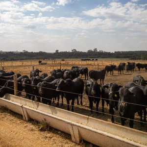 Brasil tem 12% mais bovinos do que gente e 305 ovos por habitante: veja números do agro