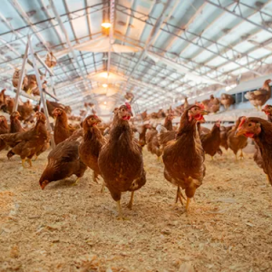 Governo confirma primeiro foco de gripe aviária em granja comercial no Brasil