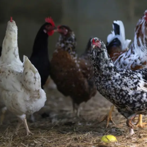 China suspende carne de frango do Brasil após gripe aviária no RS, diz ministro