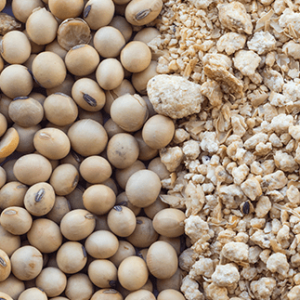 Soja registra alta superior a 1% em Chicago em dia de valorização das commodities agrícolas