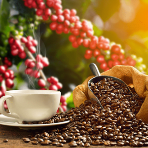 Café Brasileiro Pode Ser Excluído de Tarifas de Importação