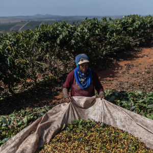 Café sob ameaça: produção brasileira está à beira do colapso; entenda